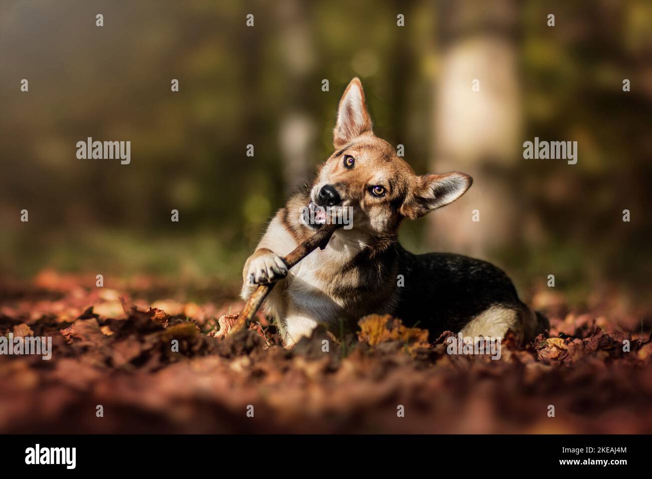 mongrel Stock Photo