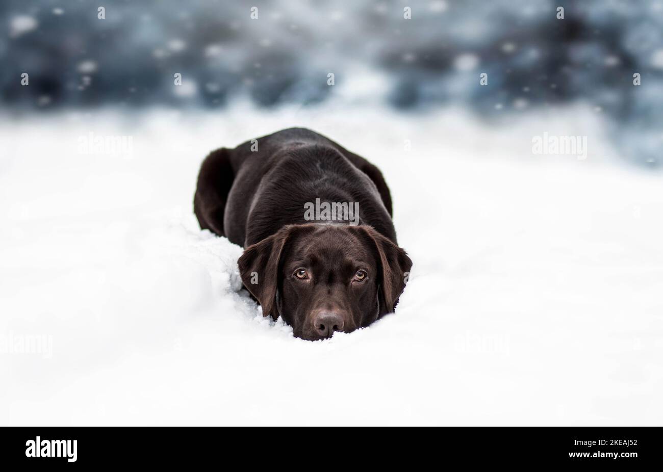lying Labrador Retriever Stock Photo