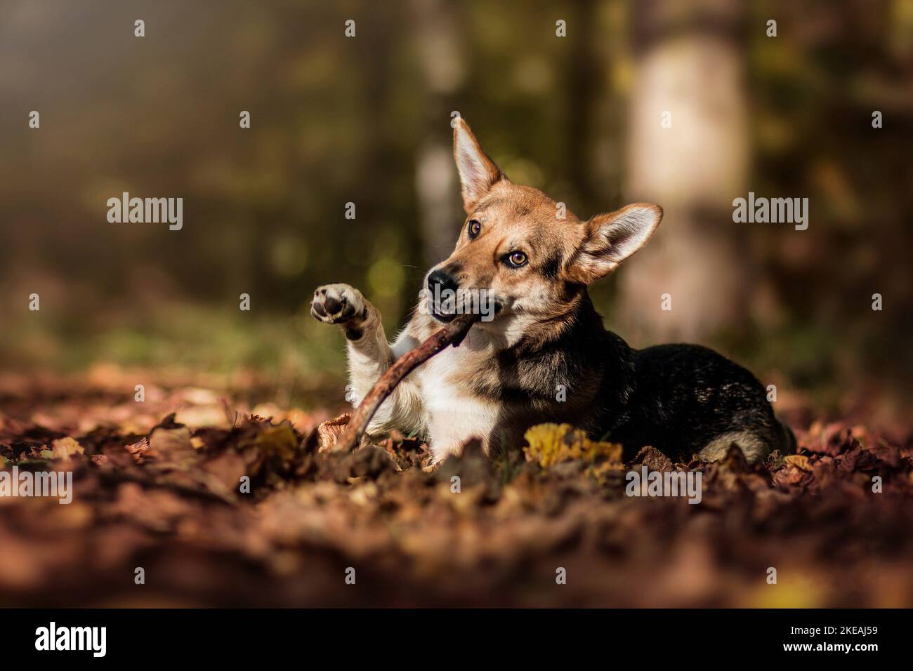 mongrel Stock Photo