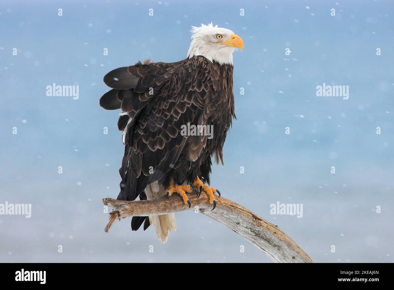 American bald eagle (Haliaeetus leucocephalus), perched on a dead branch in a snow flurry, USA, Alaska, Kachemak Bay Stock Photo