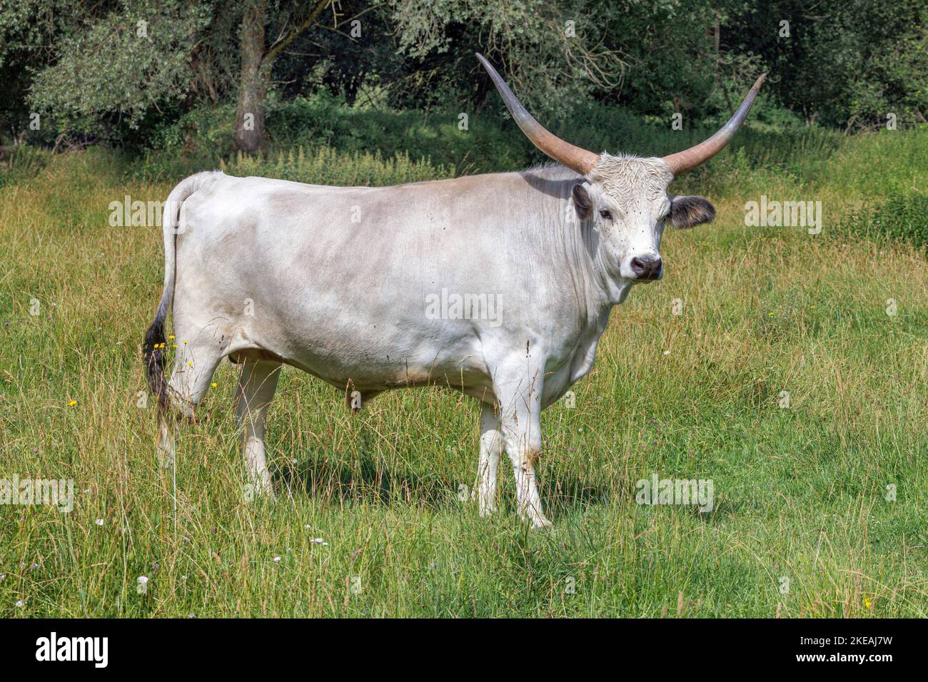Hungarian Steppe Cattle, Hungarian Grey Cattle, Hungarian Podolian Steppe Cattle (Bos primigenius f. taurus), adult male, Germany, Bavaria Stock Photo
