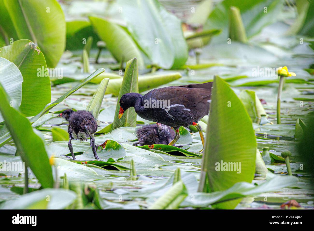 moorhen (Gallinula chloropus), adult with two chicks foraging on spatterdock leaves, Germany, Bavaria Stock Photo