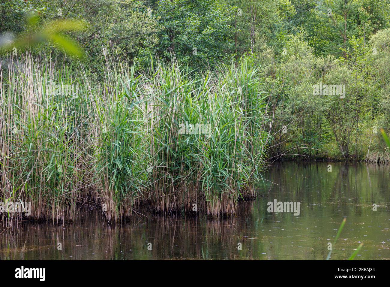 reed grass, common reed (Phragmites communis, Phragmites australis), at lake shore, Germany, Bavaria Stock Photo