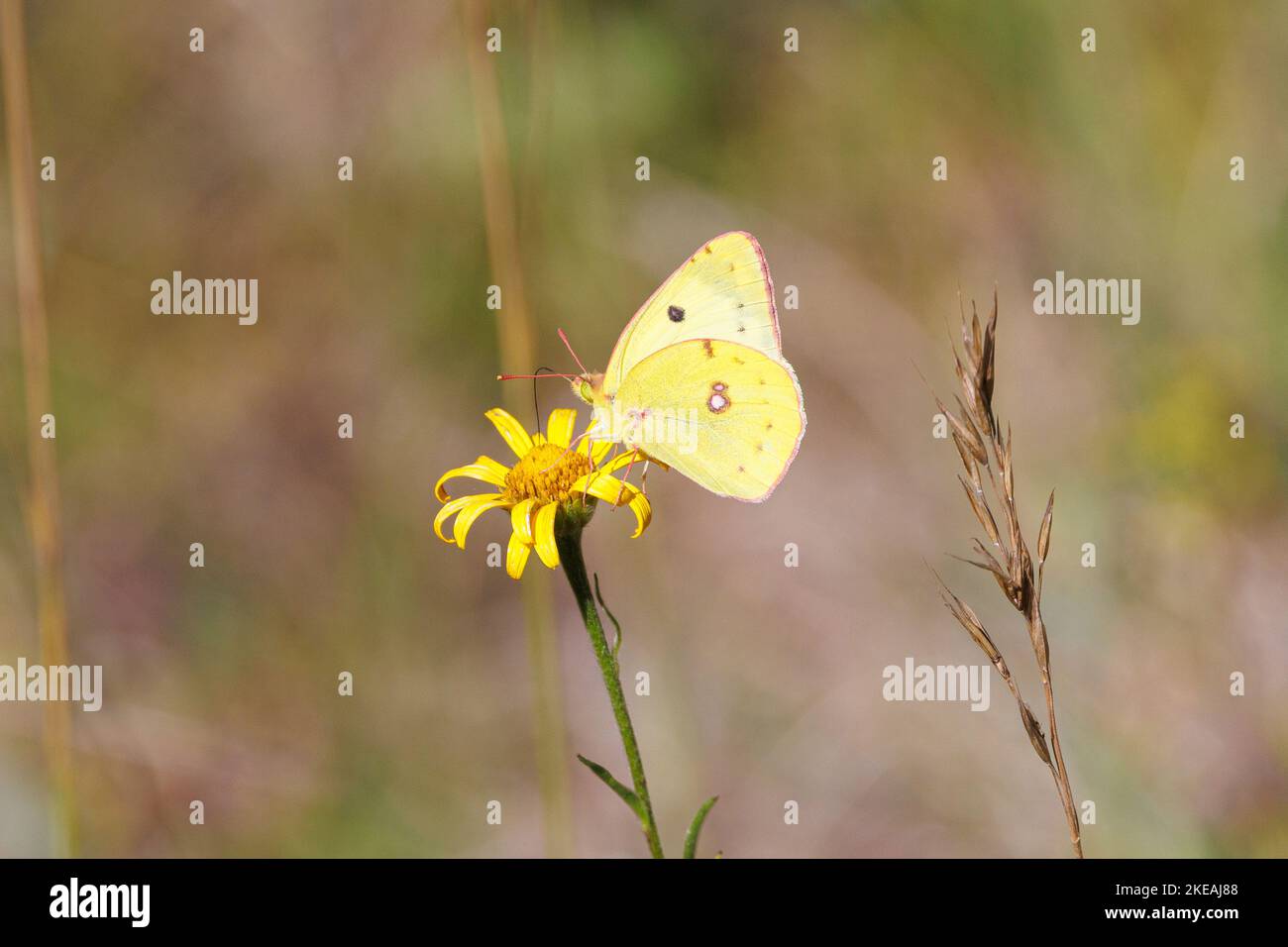 Pale Clouded Yellow (Colias hyale), sucking nectar on a yellow flower, side view, Germany, Bavaria Stock Photo