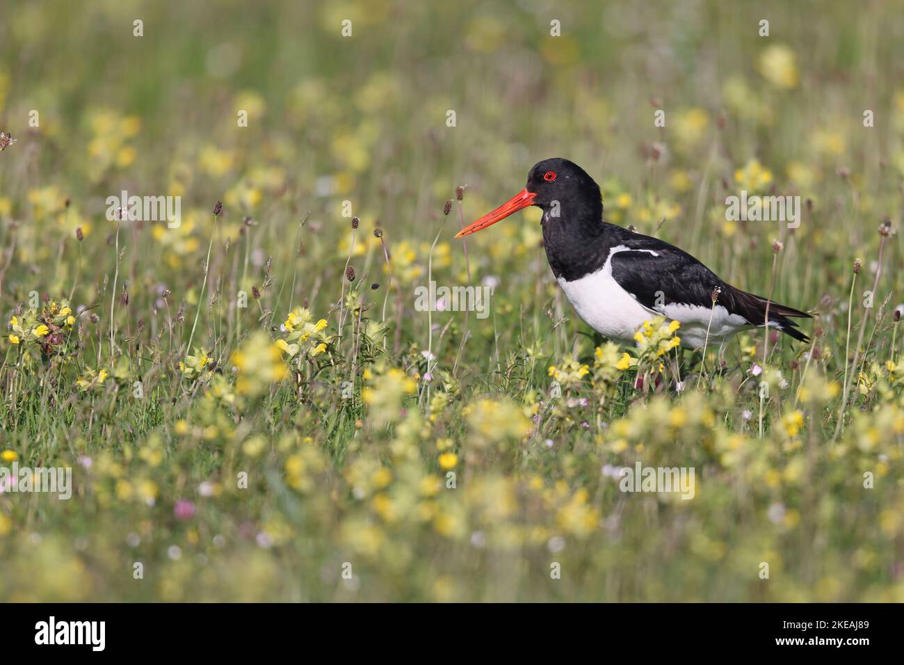 palaearctic oystercatcher (Haematopus ostralegus), stands in a marsh meadow with blooming rattles, Netherlands, Frisia, Workum Stock Photo