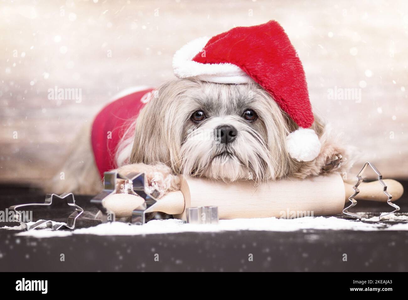 Shih Tzu with Christmas decoration Stock Photo - Alamy