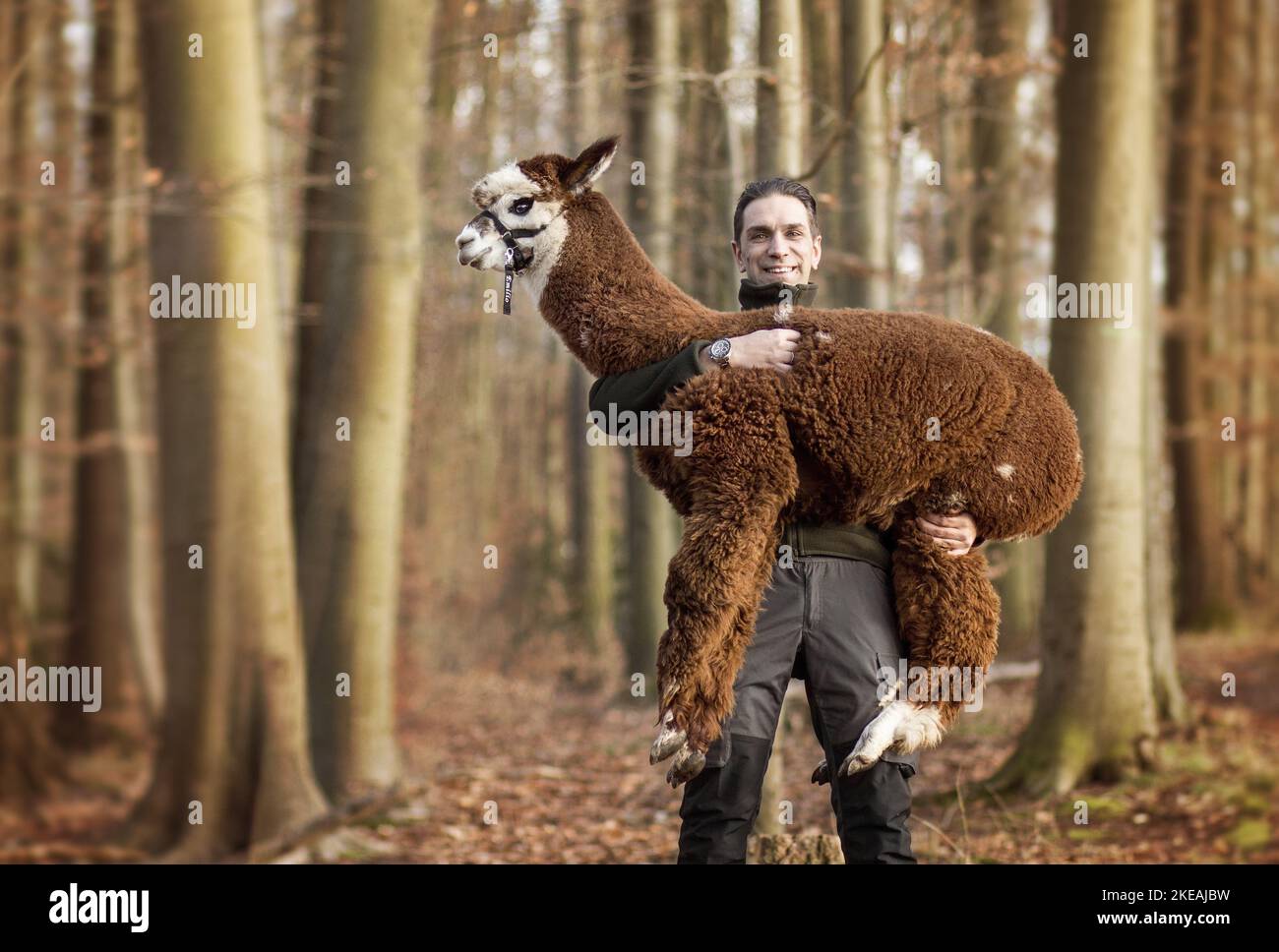 Raising alpaca hi-res stock photography and images - Alamy