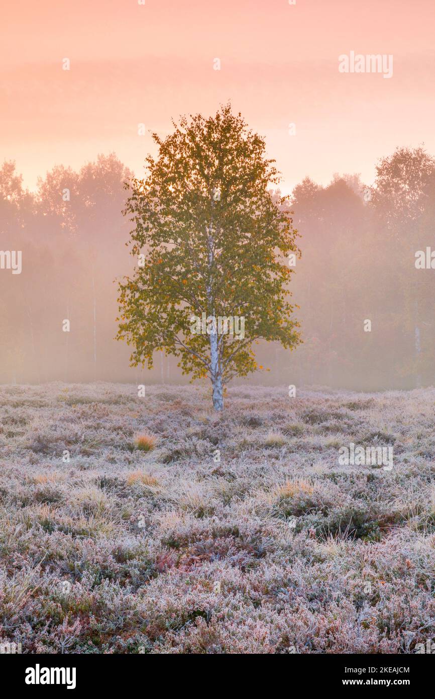birch (Betula spec.), single birch at dawn in a moor with fog patches and hoar frost after a cold night early in autumn, Switzerland, Kanton Neuenburg Stock Photo