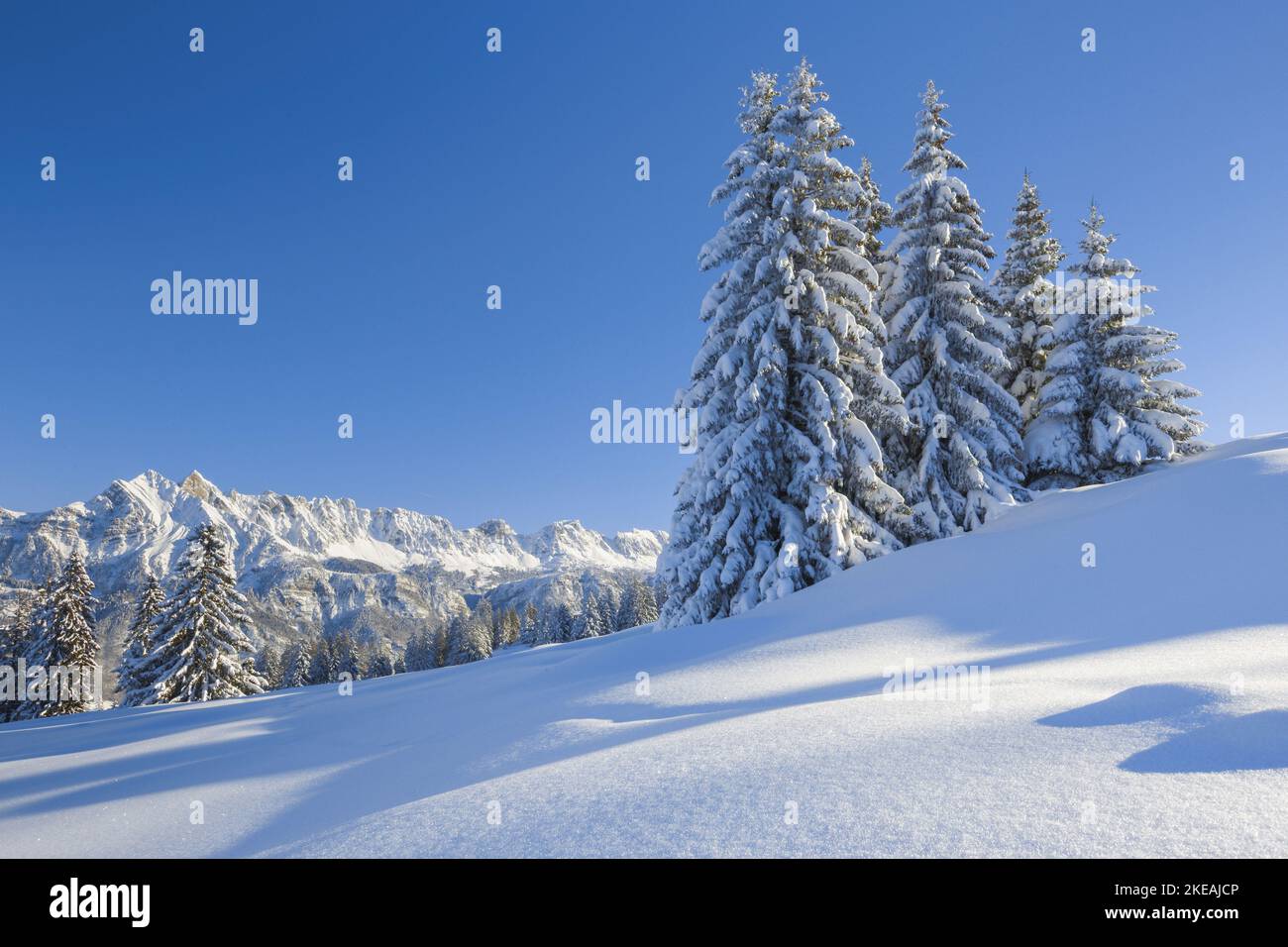 Norway spruce (Picea abies), in snowy scenery in front of Alvier Group, Switzerland, St. Gallen Stock Photo