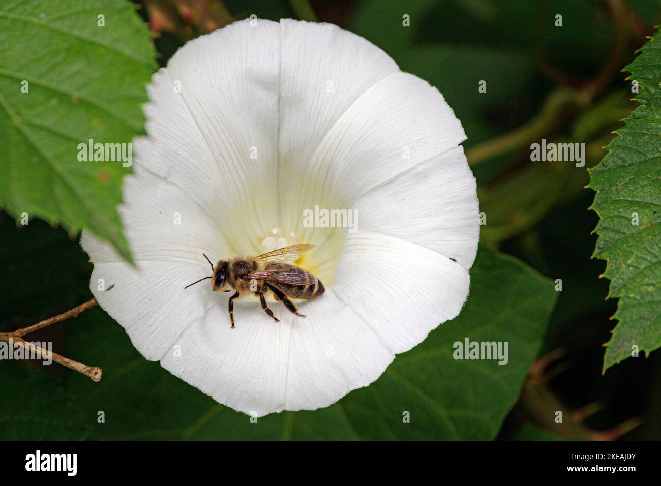honey bee, hive bee (Apis mellifera mellifera), on a bindweed flower, Germany, Bavaria Stock Photo
