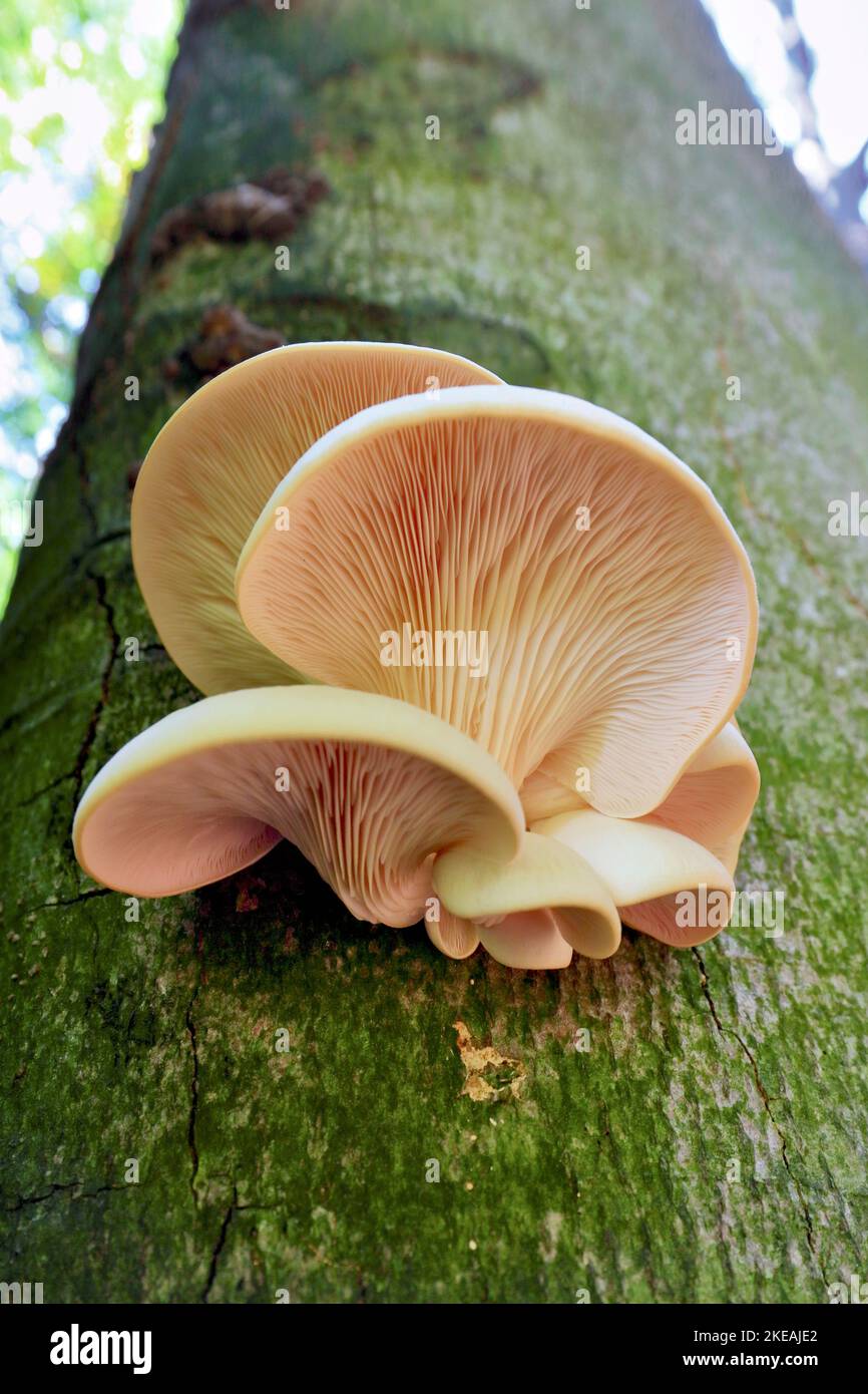 Oyster mushroom (Pleurotus ostreatus), fruiting bodies on beech trunk