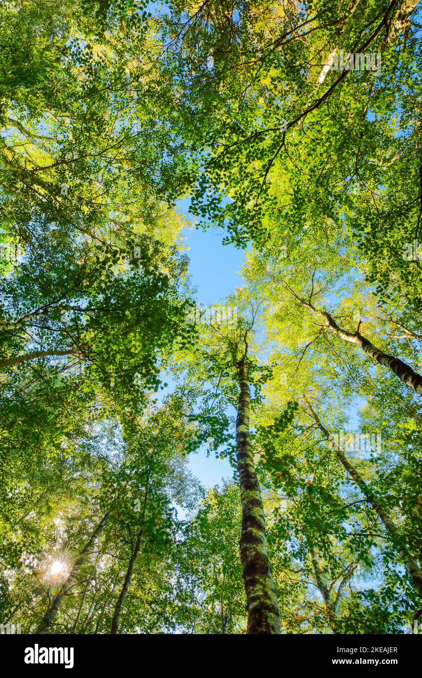 birch (Betula spec.), view into the tree tops in a birch forest, sun is shining through the leaf canopy, Switzerland, Kanton Jura Stock Photo