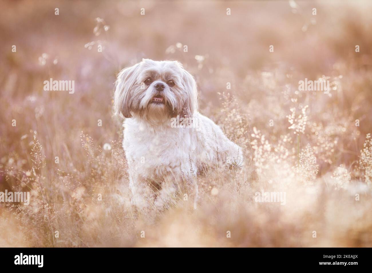 sitting Shih Tzu Stock Photo Alamy