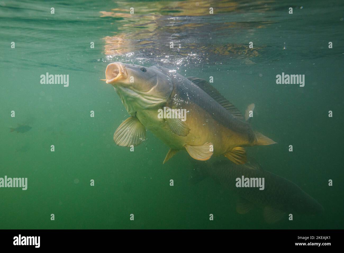 Mirror carp underwater hi-res stock photography and images - Alamy
