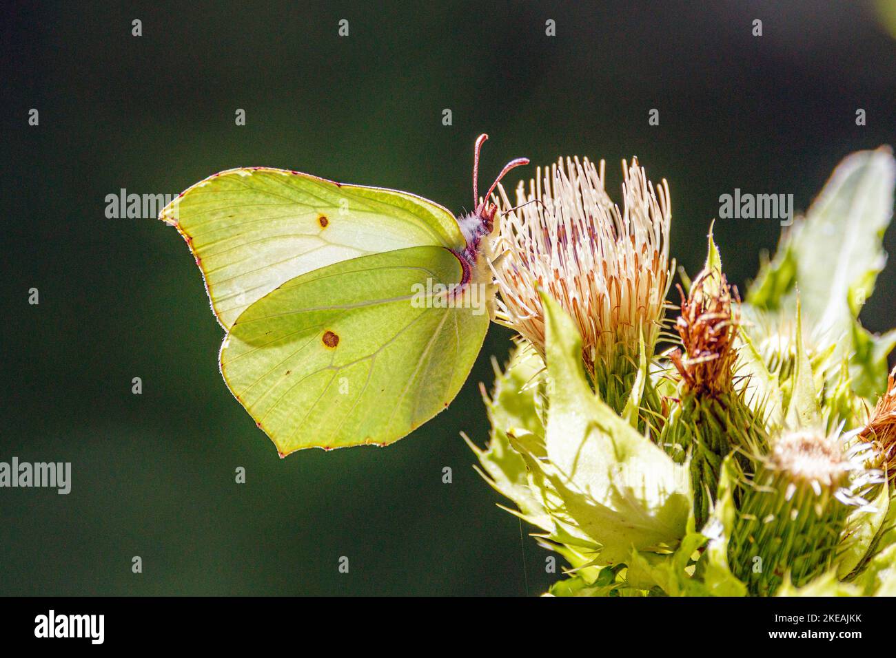 brimstone (Gonepteryx rhamni), male sucks nectar from a cabbage thistle flower, Germany, Bavaria Stock Photo