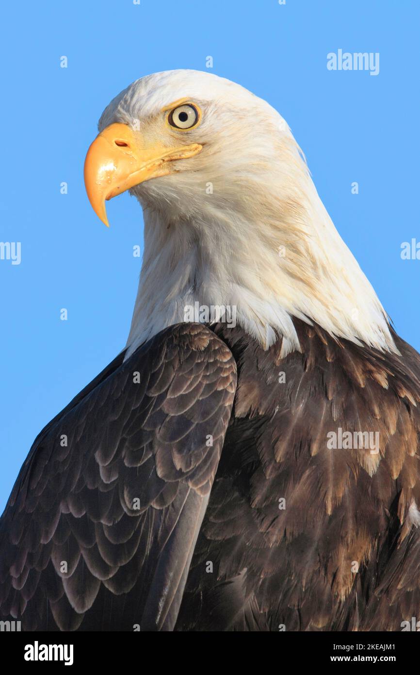 Bald eagle head shot alaska hi-res stock photography and images - Alamy