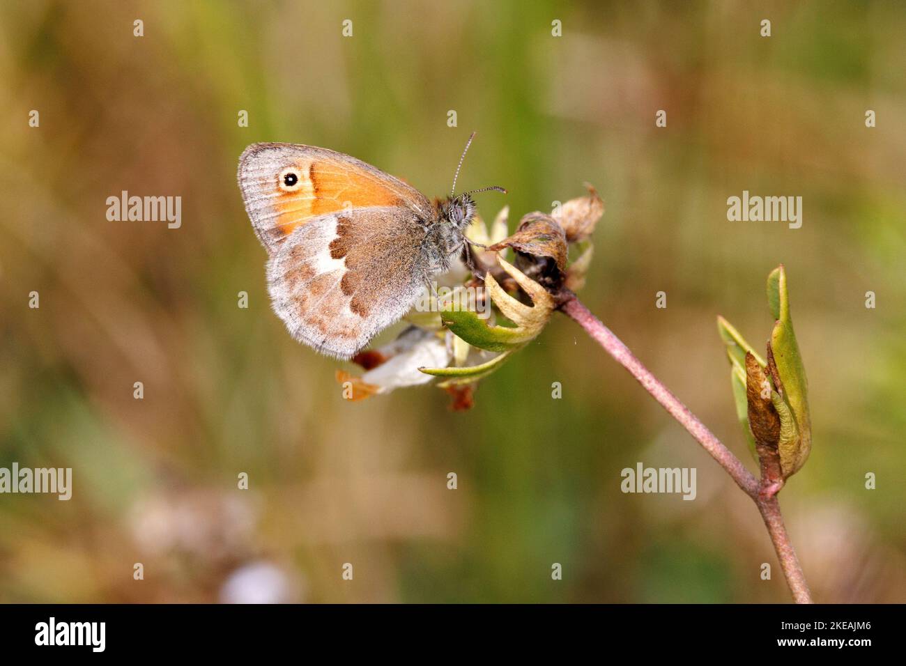small heath (Coenonympha pamphilus), on an outlook, Germany, Bavaria Stock Photo