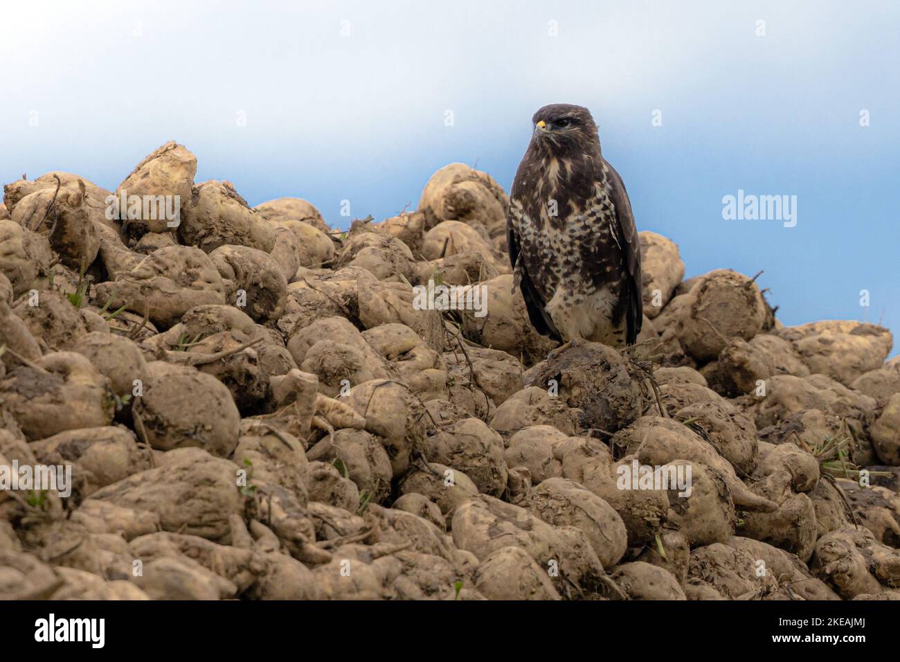 Eurasian buzzard (Buteo buteo), uses sugar beet pile as outlook, Germany, Bavaria, Erdinger Moos Stock Photo