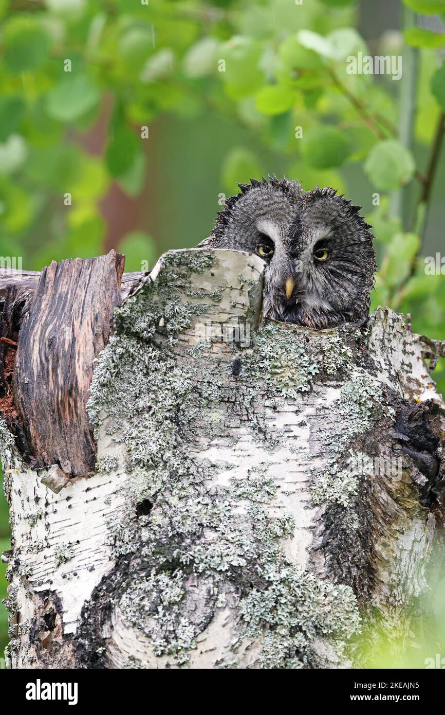 great grey owl (Strix nebulosa), perching on broken birch log, Finland, Utajaervi Stock Photo
