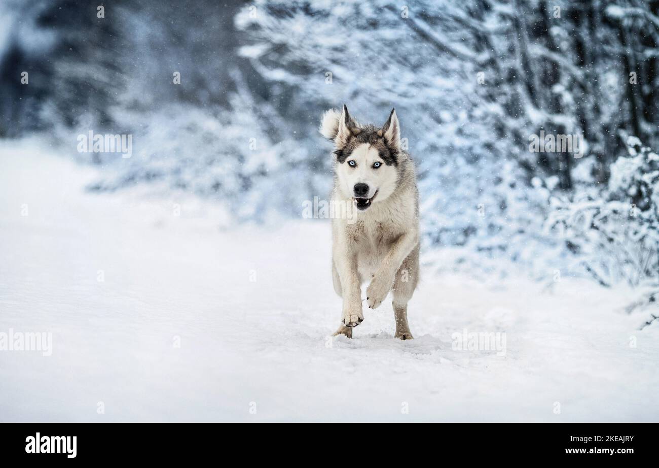 running Siberian Husky Stock Photo - Alamy