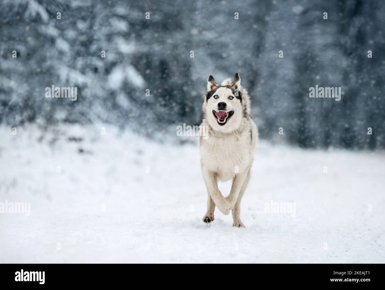 running Siberian Husky Stock Photo - Alamy