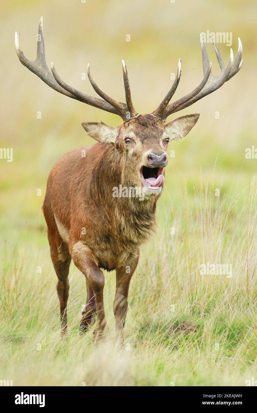red deer (Cervus elaphus), roaring stag in rutting season, Switzerland Stock Photo