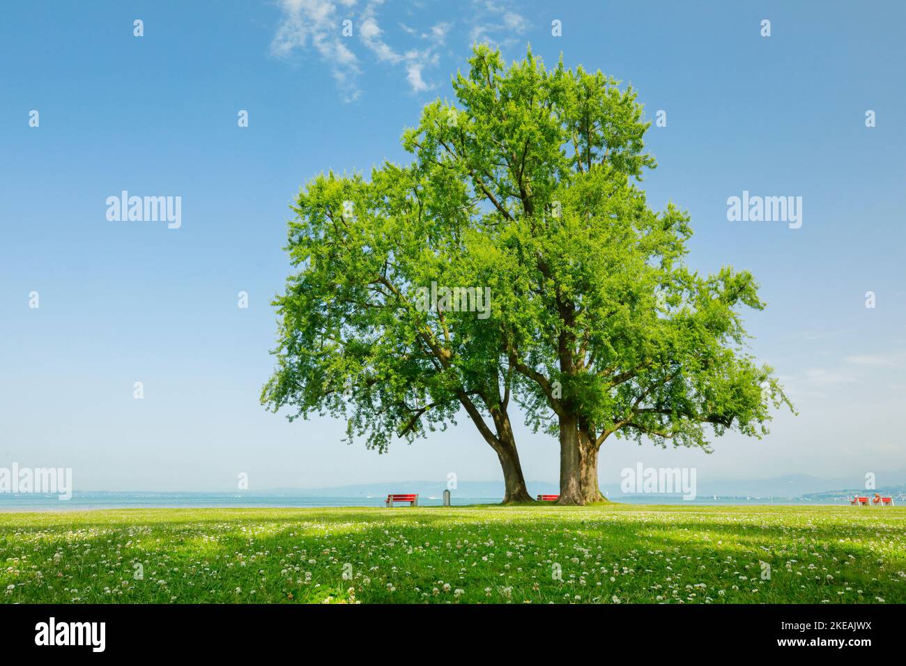 silver maple, white maple, bird's eye maple (Acer saccharinum), lgroup of silver maples on shore of Lake Constance near Arbon at the , Switzerland, Th Stock Photo