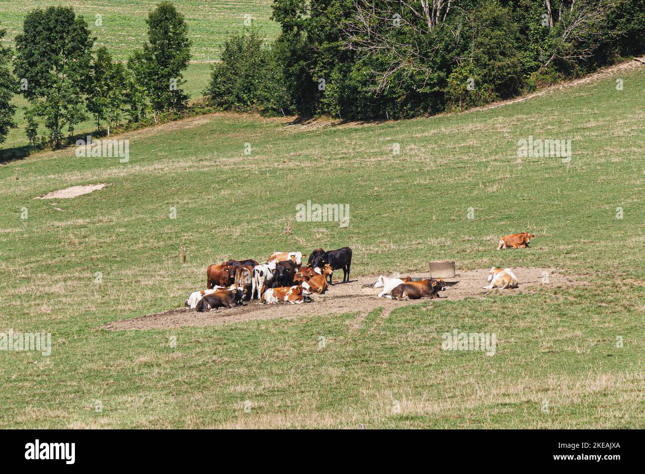 domestic cattle (Bos primigenius f. taurus), thursty cow on a dry meadow with trough, climate chande, Germany, Bavaria Stock Photo