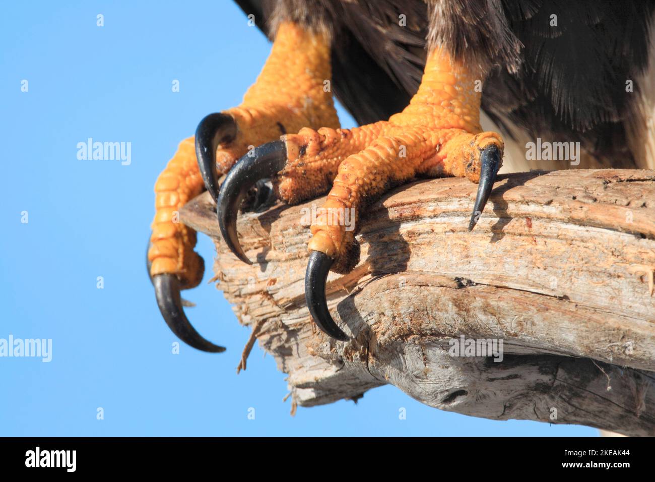 American bald eagle (Haliaeetus leucocephalus), feet, USA, Alaska, Kachemak Bay Stock Photo