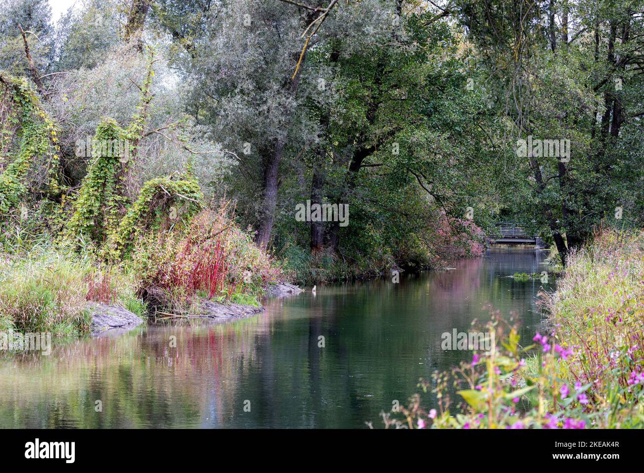 Narrow river with floodplain forest, Germany, Bavaria, Erdinger Moos Stock Photo