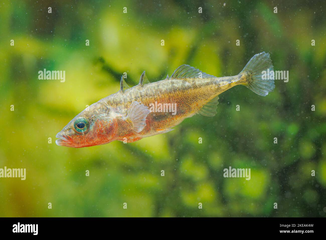 three-spined stickleback (Gasterosteus aculeatus), male with nuptial colouration, Germany Stock Photo