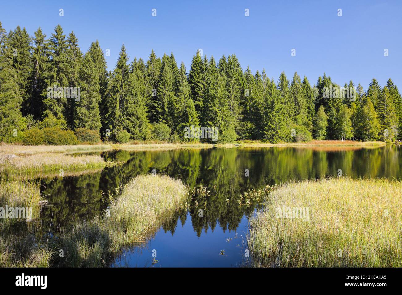 forest at lake shore reflects on glassy surface of the moor lake, Switzerland, Kanton Jura Stock Photo