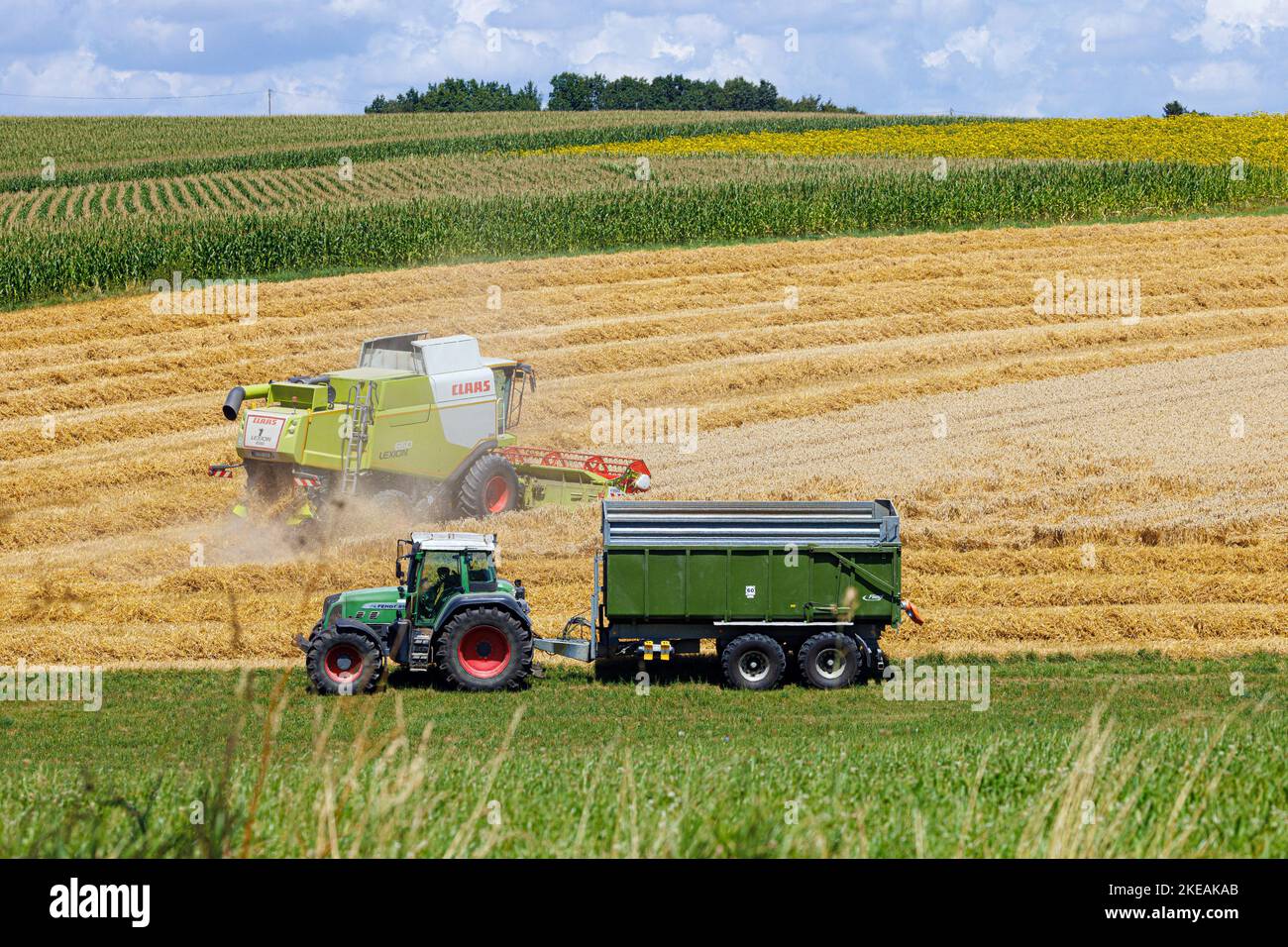 combine harvester harvesting wheat on almost harvested field in front of corn field, Germany, Bavaria Stock Photo