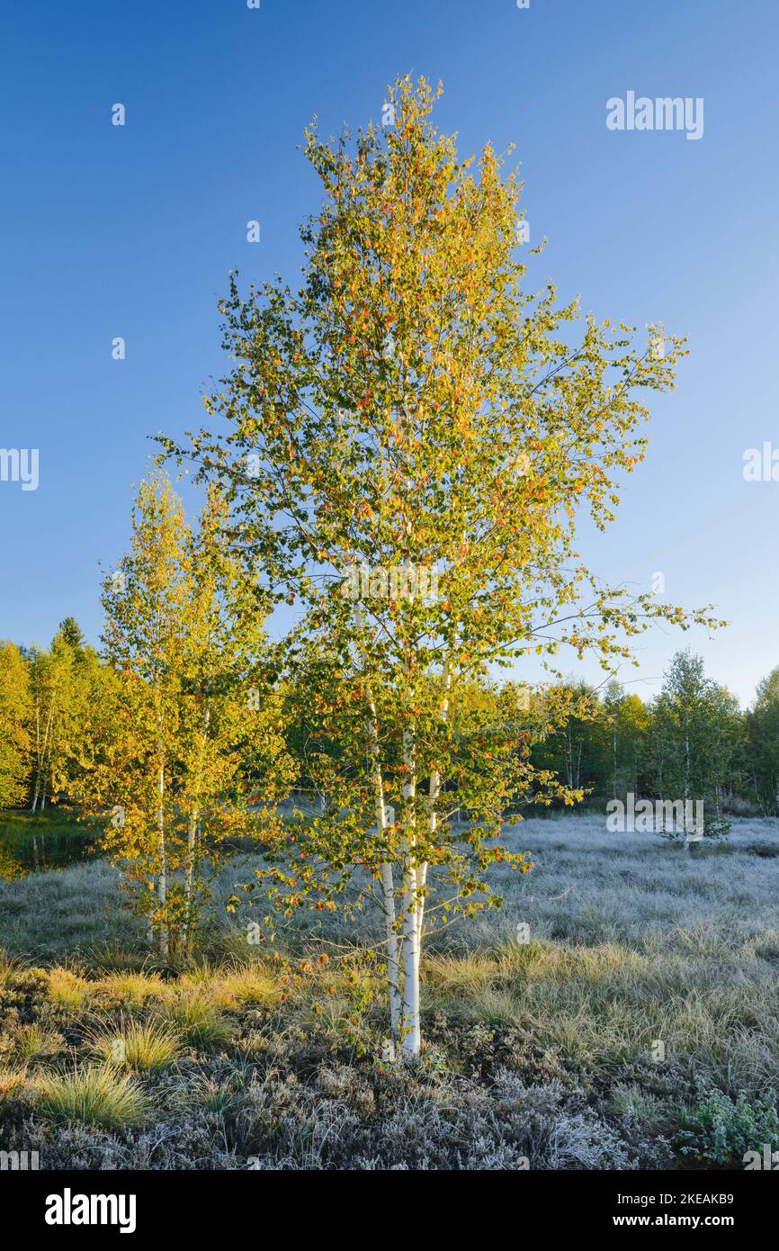 Common Birch Silver Birch European White Birch White Birch Betula Common Birch Silver Birch European White Birch White Birch Betula Pendula Betula Alba Yellow Coloured Birches In A Moor With Heather In Morning 2KEAKB9