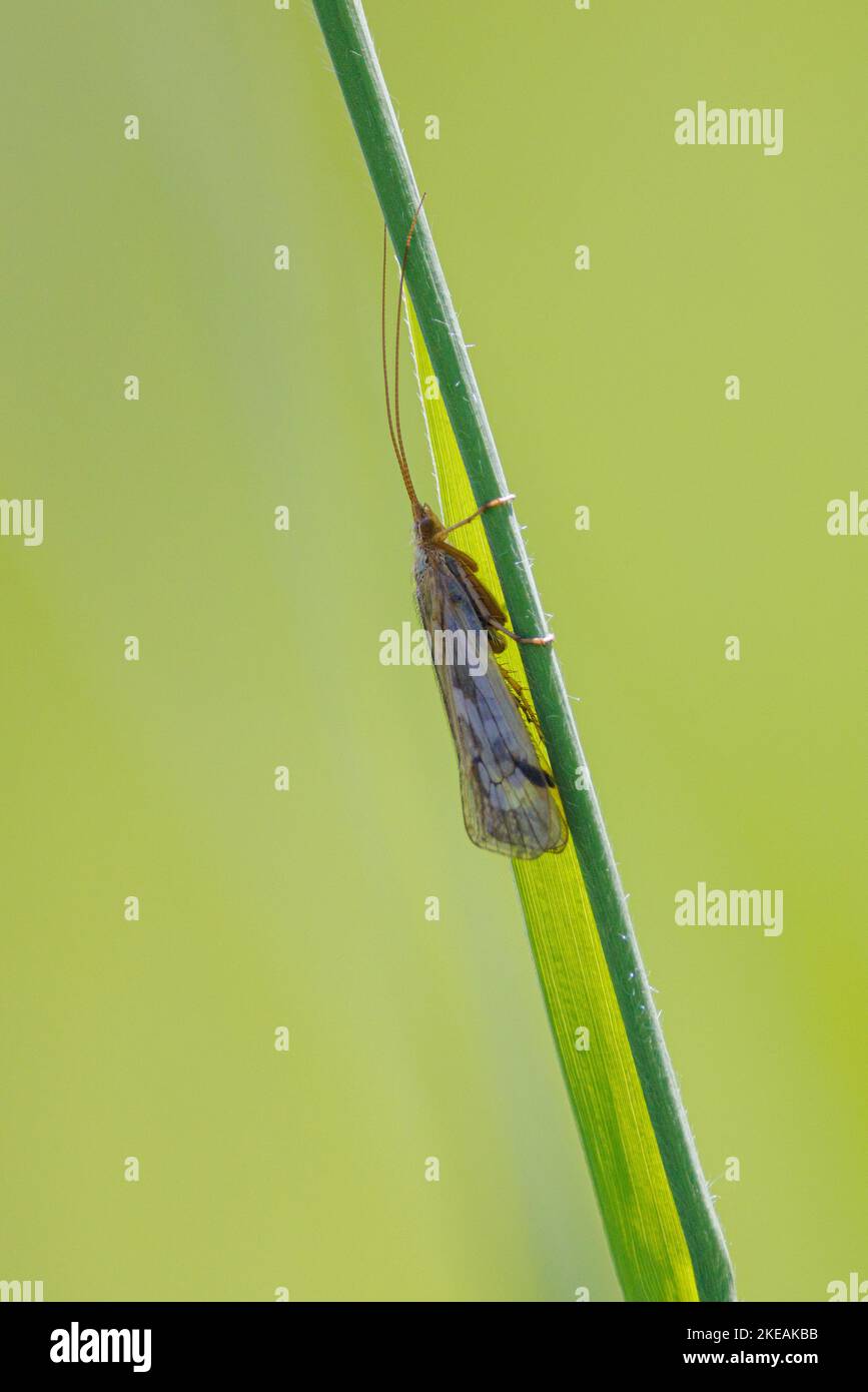 caddis flies (Trichoptera), sits at a blade of reed, Germany, Bavaria Stock Photo