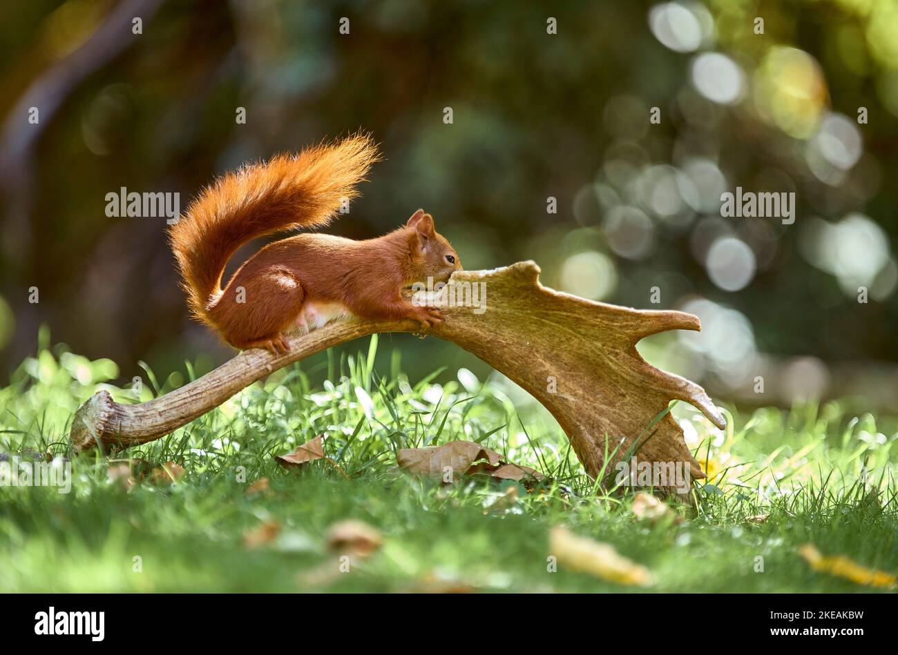 European red squirrel, Eurasian red squirrel (Sciurus vulgaris), female gnaws on an antler of a fallow deer, Germany, Hesse Stock Photo