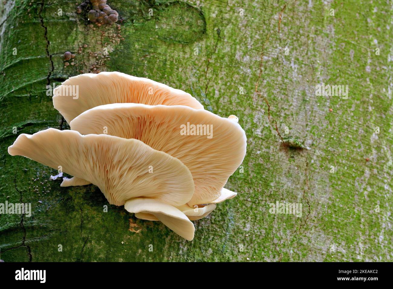 Oyster mushroom (Pleurotus ostreatus), fruiting bodies on beech trunk