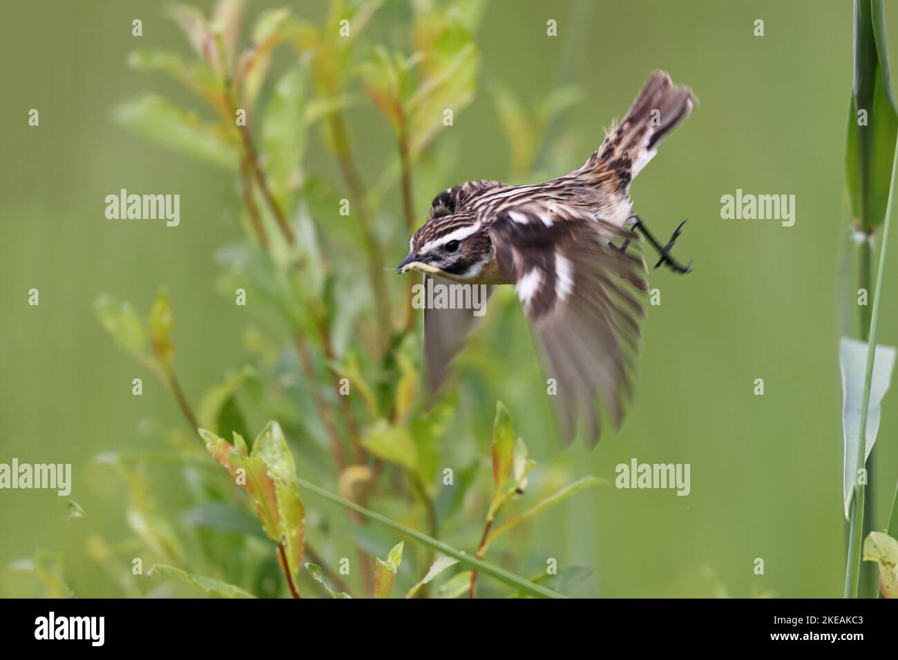 whinchat (Saxicola rubetra), male flies off a blade of reed with fodder in the bill, Finland, Nordoesterbotten, Liminka Stock Photo