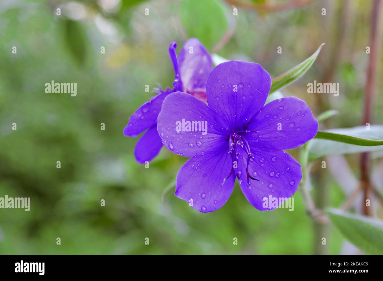 princess flower, glory bush (Tibouchina urvilleana), flowers Stock Photo