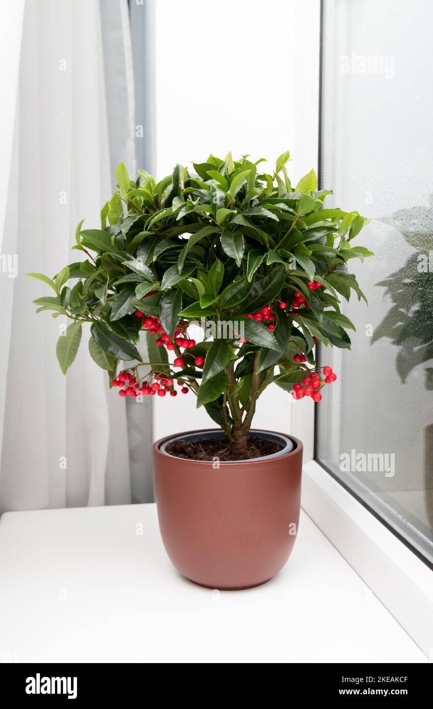 Ardisia crenata, Primulaceae is known by a variety of names as Christmas berry, Australian holly, coral ardisia, coral bush, coralberry, coralberry. Stock Photo