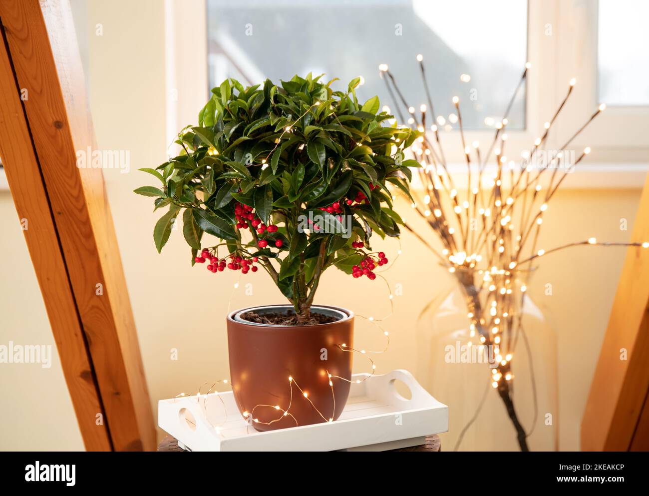 Ardisia crenata, Primulaceae is known by a variety of names as Christmas berry, Australian holly, coral ardisia, coral bush, coralberry, coralberry. Stock Photo