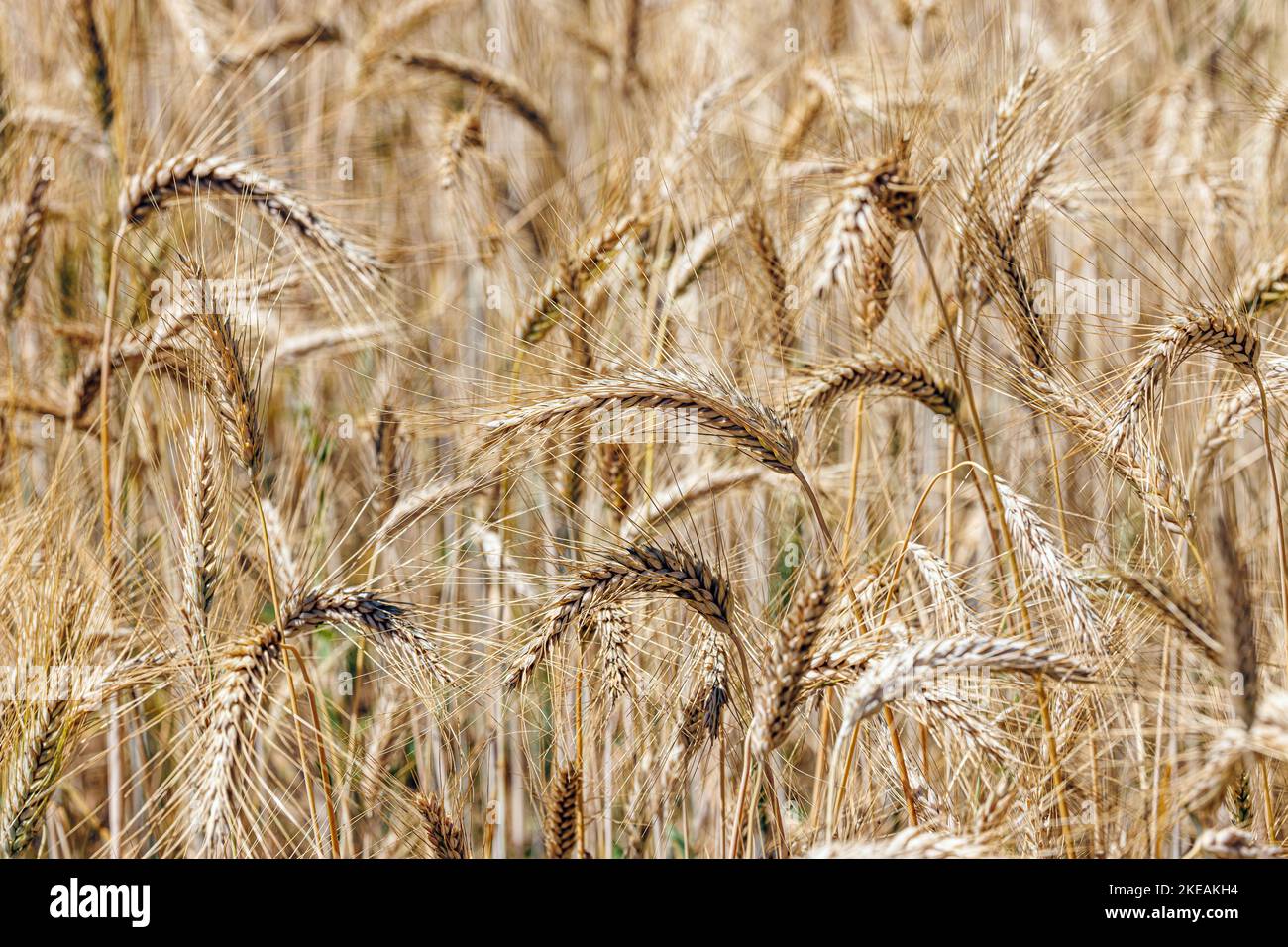 barley (Hordeum vulgare), mature barley field, Germany, Bavaria Stock Photo