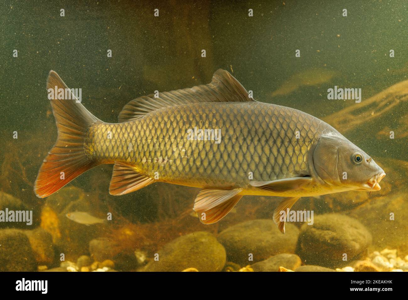 carp, common carp, European carp (Cyprinus carpio), wild carp, Germany ...