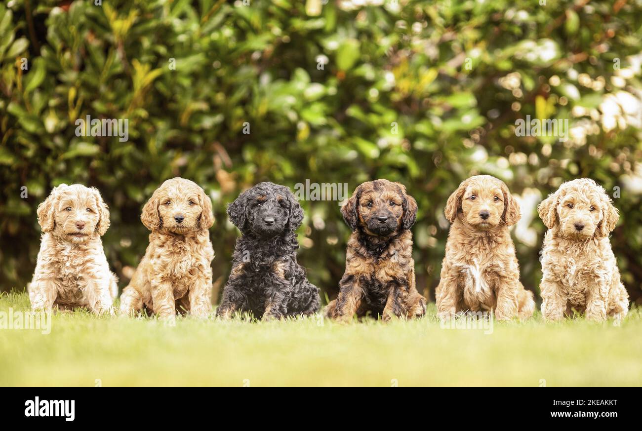 Labradoodle Puppies Stock Photo