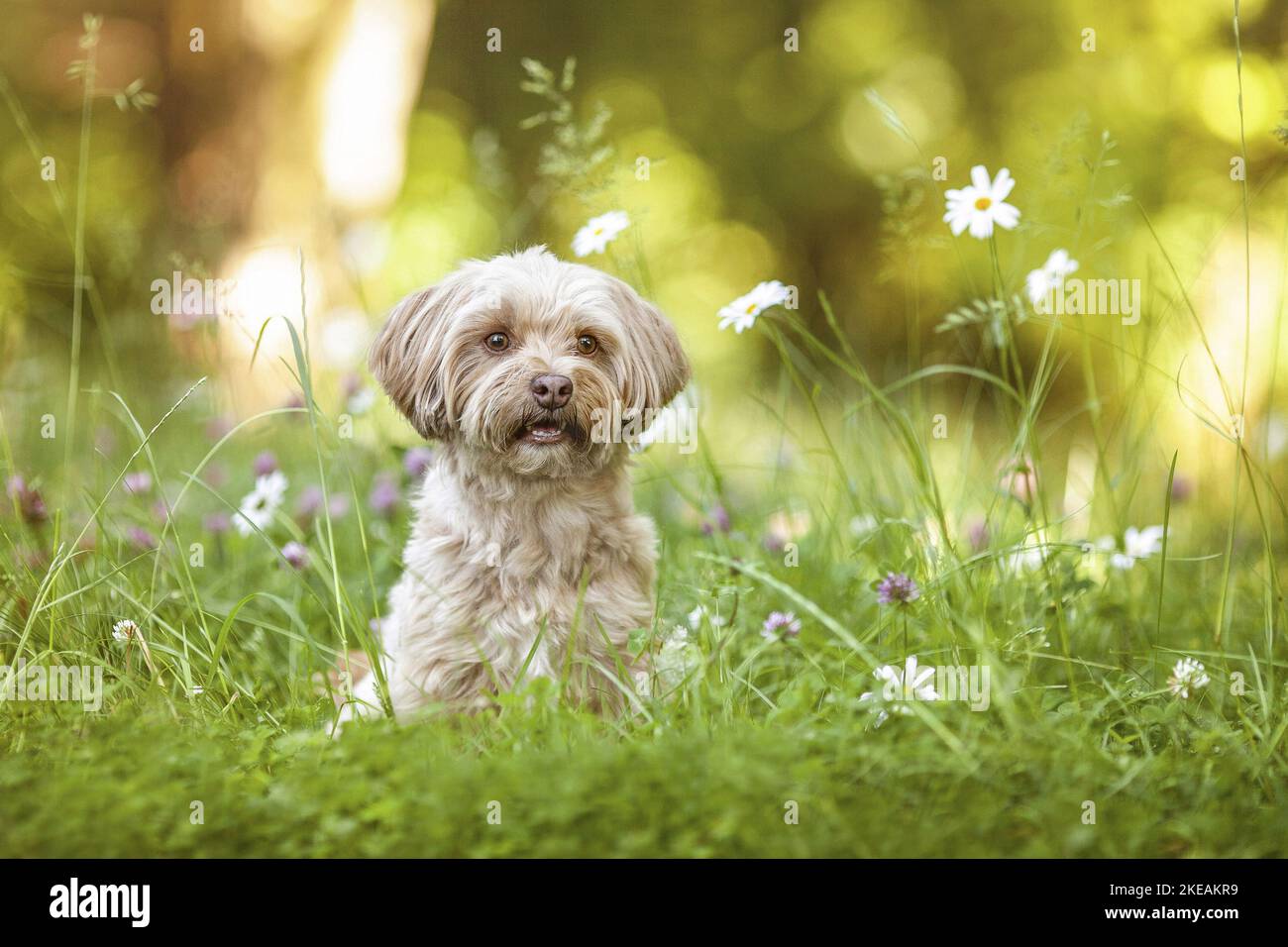 sitting Bolonka zwetna Stock Photo Alamy