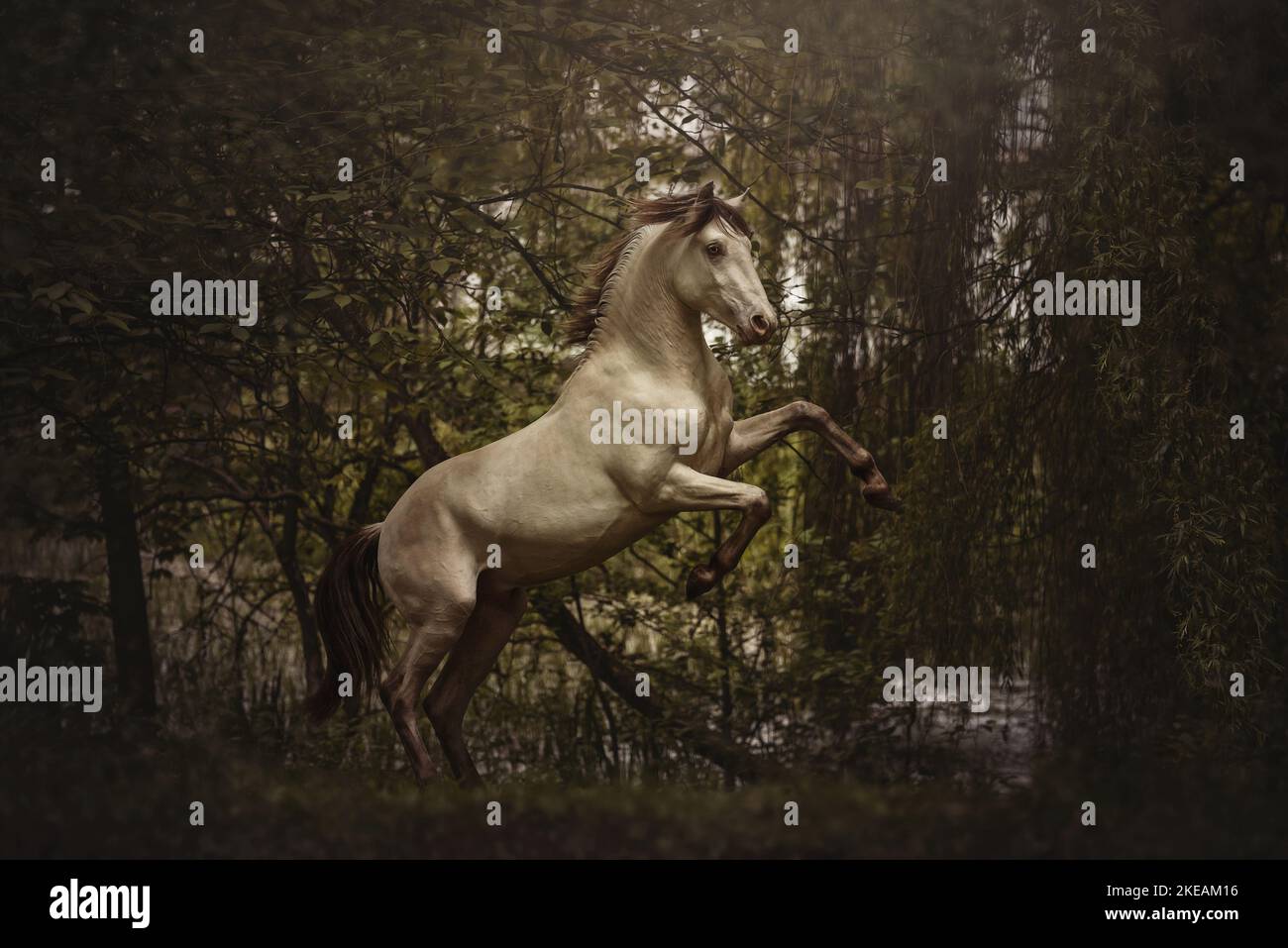 rising American Indian Horse Stock Photo Alamy