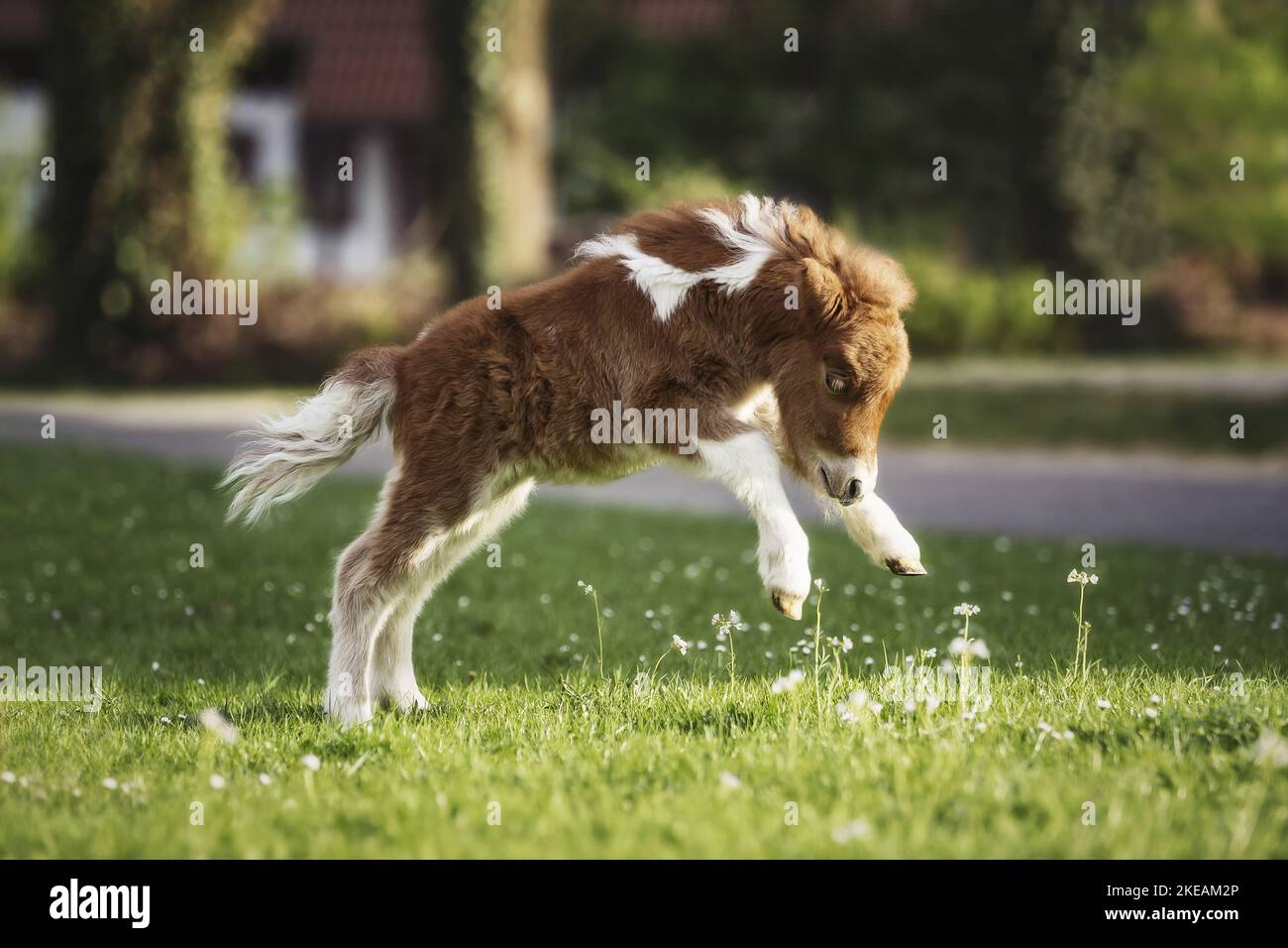 Mini Shetland Pony Foal Stock Photo Alamy