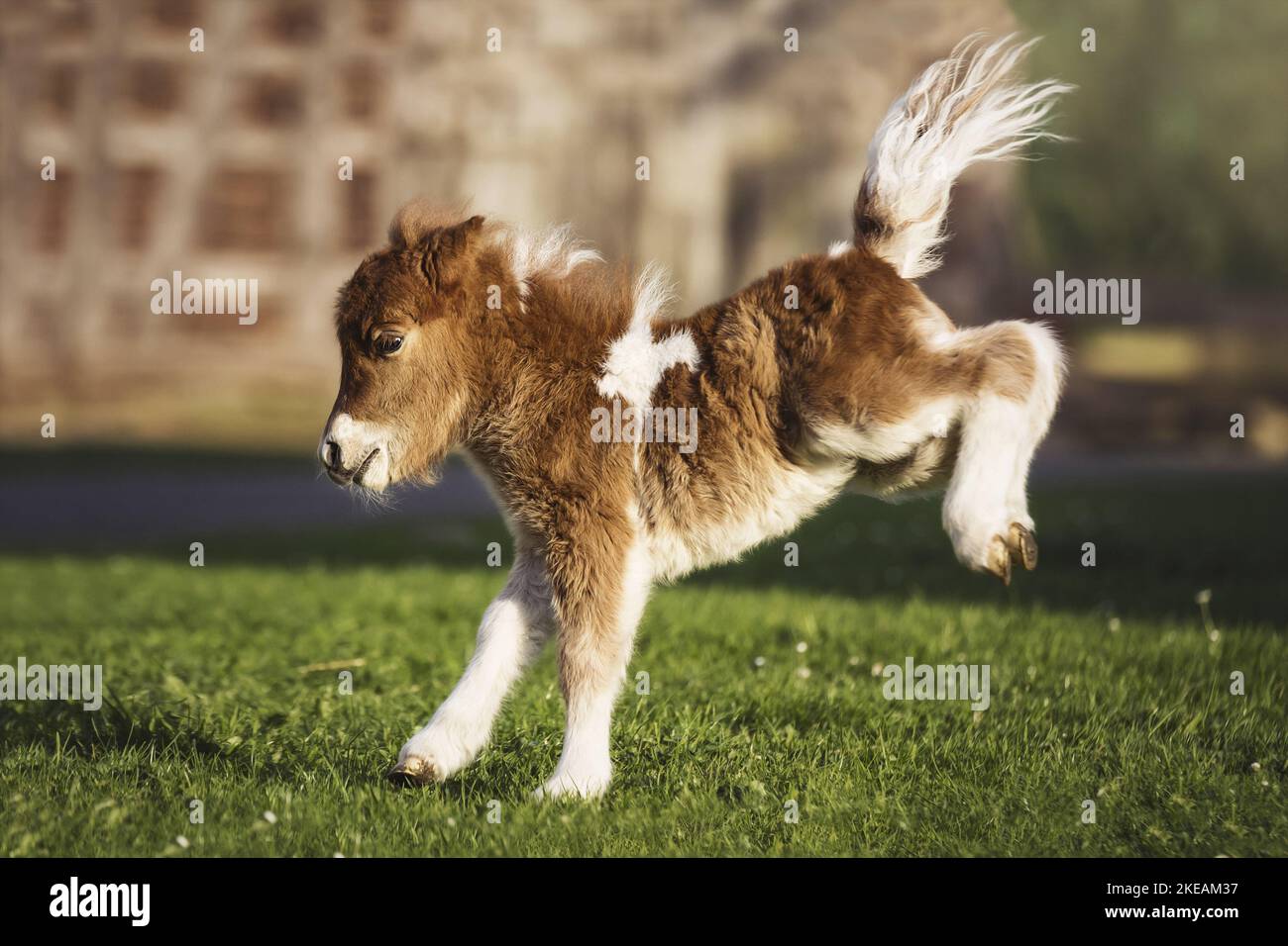 Mini Shetland Pony Foal Stock Photo Alamy