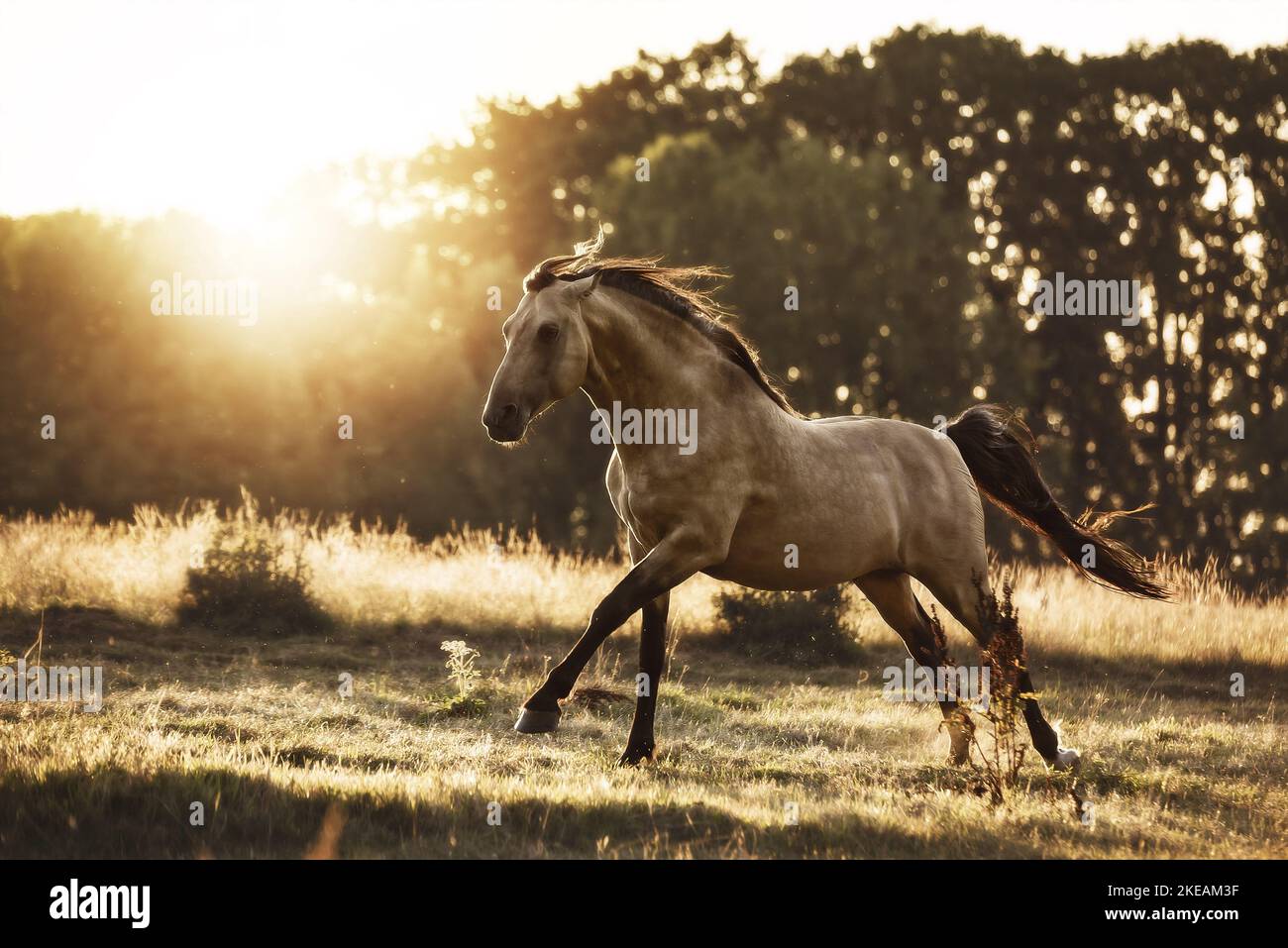 Tennessee Walking Horse Stock Photo Alamy