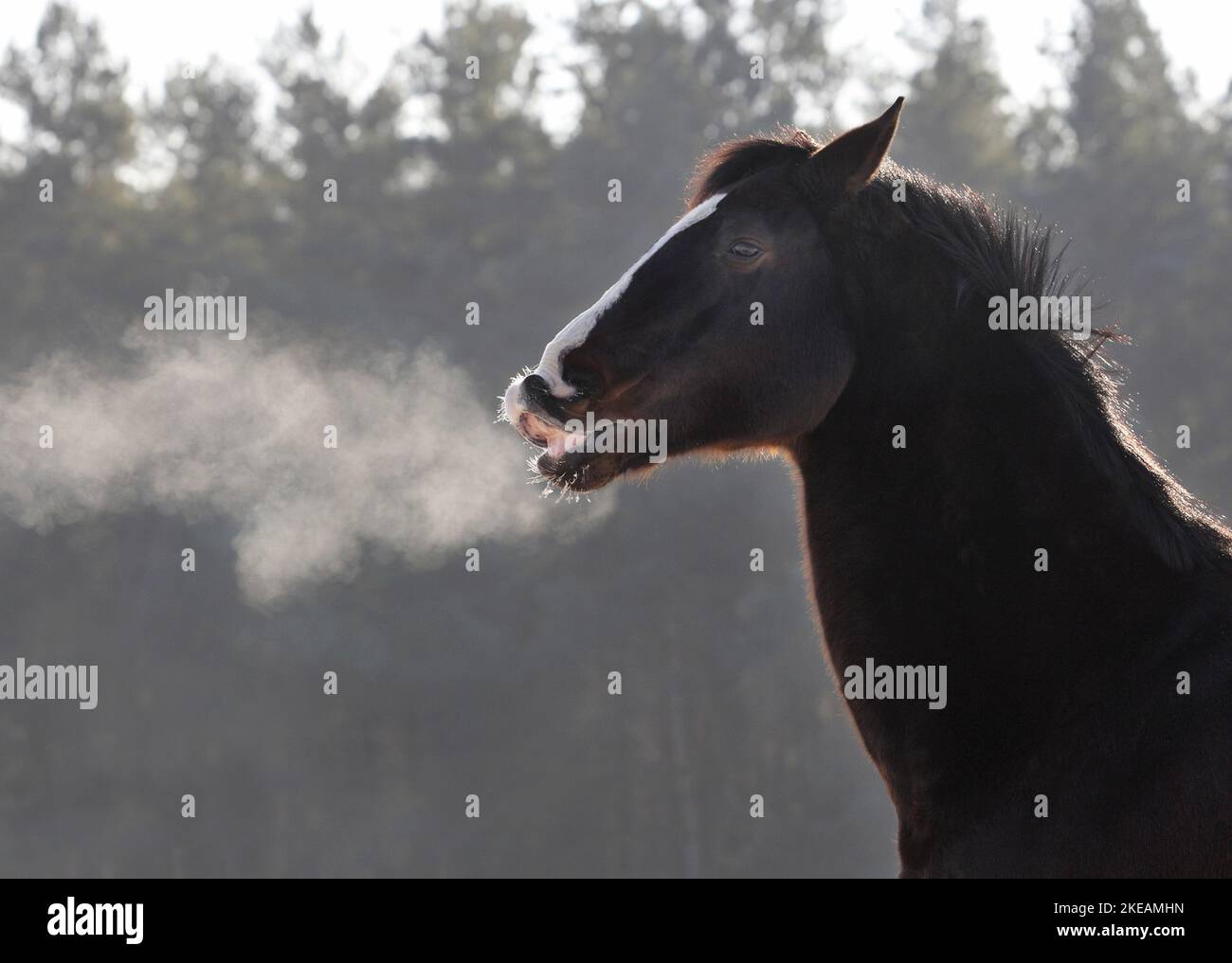 Steam riding horses hi-res stock photography and images - Alamy